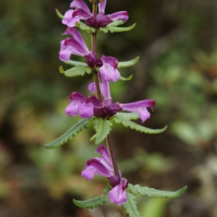 Pedicularis comptoniifolia